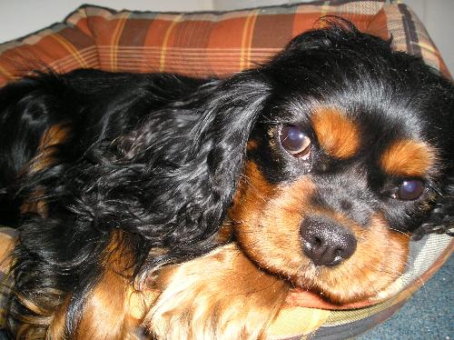 Isn't she cute? - Shiva: my black and tan cavalier king charles spaniel