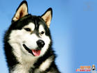 huskies - it is a cool dog