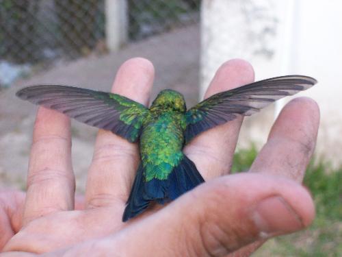 A little humming bird - Our next door neighbor hit this humming bird with an orange from about ten meters away. My husband picked it up and held it until it recuperated (sp?). As tragic as it sounds, it gave way for a wonderful experience. To hold such an amazing creature is a rare thing.  Afterward we discovered that he had a nest in one of our pine trees, we also got to see the female pretty often, and later came the baby.  Once in a while, while watering they come and take a quick shower from the hose. :) They shake it off, and on their way they go.   So many things to experience in life. I wouldn't trade this one.