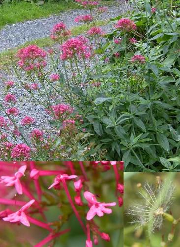 valerian - picture of the Valerian plant