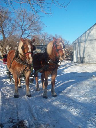 Draft horses - Set of draft horses that pulled the sleigh!