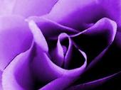 Favorite Color and Flower - I was born the color purple, I could not breathe. Later, Purple became my favorite color, for it's richness, the uniqueness of each shade, and how difficult it can be to match up one purple with another; Purple symbolizes royalty, and I am a Nubian Queen. I love roses, and this picture is a Purple Rose. Perfection!