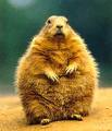 Groundhog - Punxsutawney Phil, fat little guy