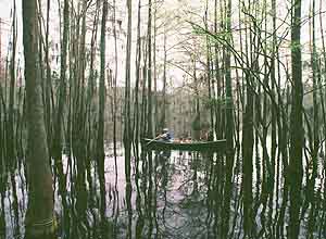 caddo lake - canoe on caddo lake