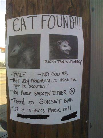 lost cat - look close!