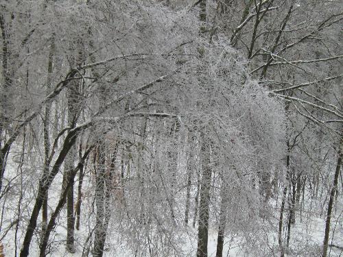 Ice Storm - Drooping trees after 10 inches of snow and 2 inhes of ice