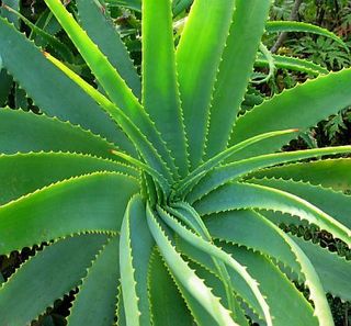 aloe - yummy only if its been made into a product lol