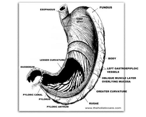 Stomach View - 545 x 438 - 50k - jpg - www.theholisticcare.com/cure%20diseases/Image..