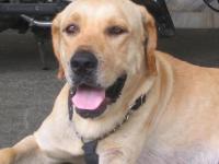 potpot - My yellow lab