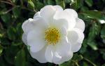 peace means prosperity - the above image of flower reveals that peace helps to contain mankind from bloodshed and other disastrous things.