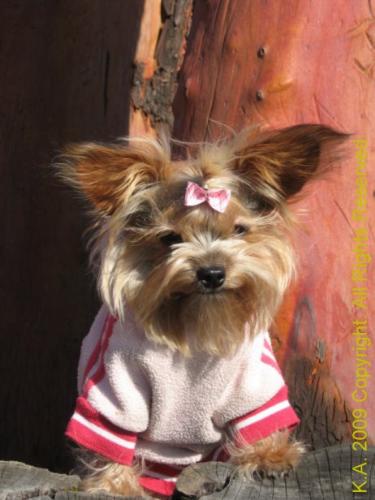 Feeding Dogs - Beware Of Foods Toxic To Dogs