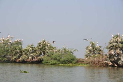 Migrant birds of kolleru lake,India - Migrant birds of kolleru lake,India. Exotic species of migrating birds make Kolleru lake as their haven during winter