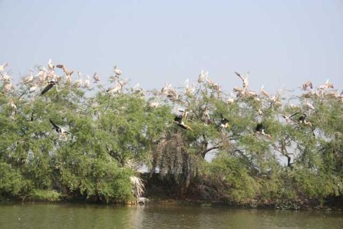 Kolleru fresh water lake,India - Kolleru fresh water lake,India is home for migratory birds like gargeney teals and Pintails