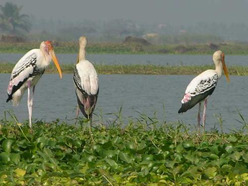 exotic birds of Kolleru lake - The lake harbours a variety of Nigratory birds