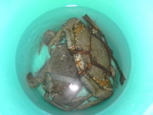 Two Crabs - My sister in law brought us two crabs. It was really delicious. We cook it with a coconut milk.