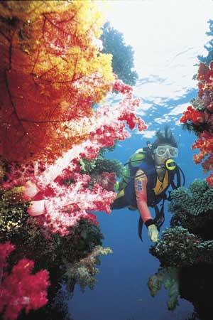 scuba diving - nice coral rivs..colorfull views