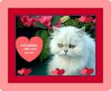 White Cat - A white cat with a valentine