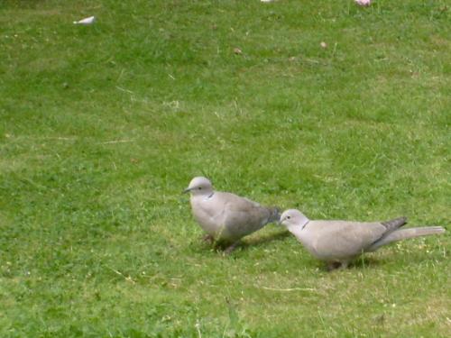 doves in my garden  - these birds come to my garden each morning to feed ..
