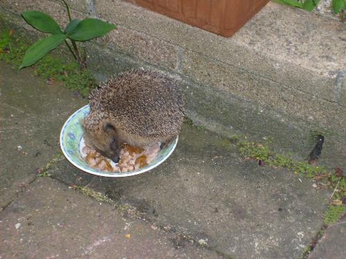 hungry hedgehog - this was last year when he came out of hybernation and ate every thing in sight