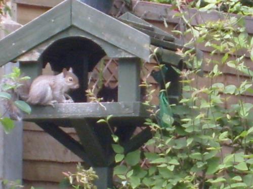 the squirrel eating the bird food - the squirrel will eat anything ...
