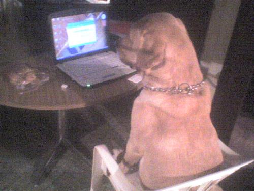 Dog in PC - Thats my dog siting in front of the notebook its a labrador not a golden.