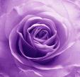 purplr flower - a purple flower for my profile