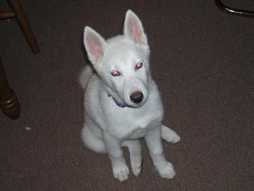 my puppers - Frost a bit older and still not wiser. LOL