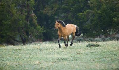 horse2 - horse