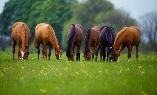 horse 3 - horse