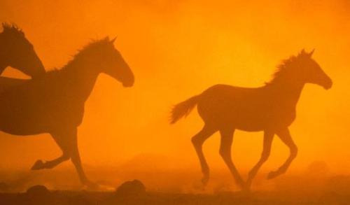 horse 4 - horse