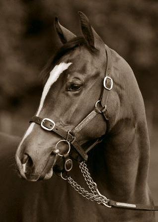 horse5 - horse