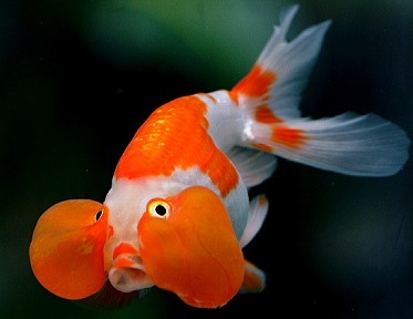 Bubble - Bubble eye breed goldfish