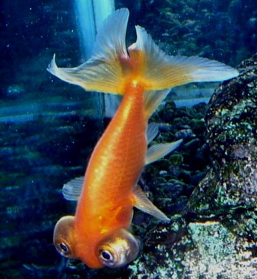 Celestial - Celestial breed goldfish swimming