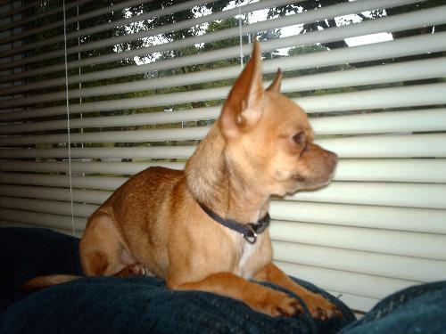 Max eyeballing the pomeranian across the street - He's watching his arch enemy