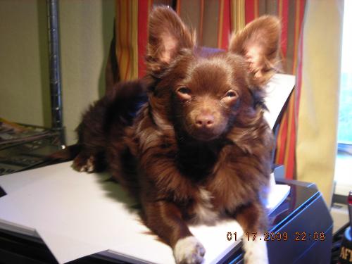 Charlie Brown - A long haired Chihuahua called Charlie Brown died after receiving a legally mandated chip implant.
Charlie Brown - A long haired Chihuahua called Charlie Brown died after receiving a legally mandated chip implant.