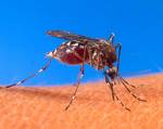 Mosquito in Action - This is where it starts....  ....can you tell me where it could end