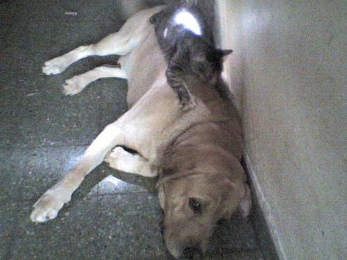 cat on dog - This is my cat playing with my labrador, this dog loves cat its little weird isnt?