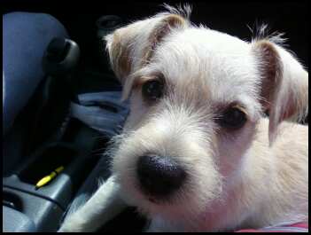 Leo - My puppy that i got for my B'day. The only pet that makes me happy