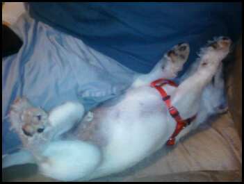 Puppy Sleeping - Leo as a pup taking a nap.
