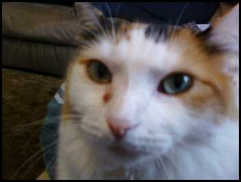 Felix - My Kitty that is a good mouser