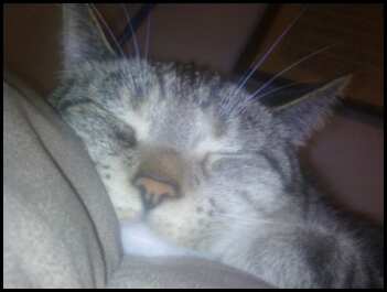 Tiger - The Queen of the house. If you disturb her sleeping she will poop on the floor.That Darn Cat!