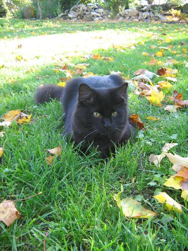 My cat - My cat about 6 months old :)