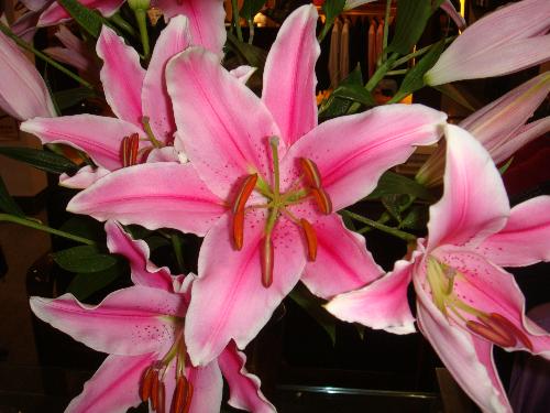 lily - Beautiful flowers,aren't they?