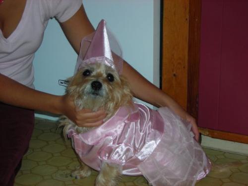Nala - This is my Cairn Terrier, Nala all dressed up for halloween! isnt she the perfect princess?!