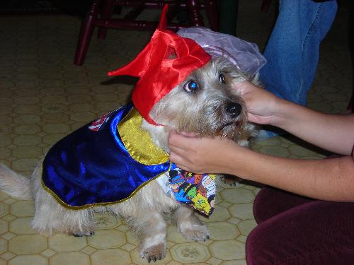 sophie - This is My little baby Sophie all dressed up and ready for halloween!! can you guess it?? shes super dog... (yes.. shes the more ruff and tumble of the two)