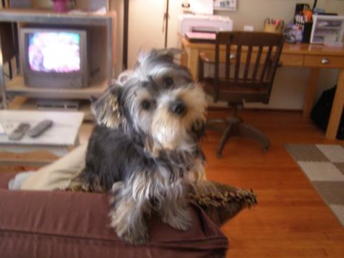 Izzy - This is a Picture of Isabelle (or Izzy, IzBiz, Bitz, Squirt, Shrimp) She was baught for my sister after she graduated from college. My sister recently moved back home with the family- so now we get to have this little yorkie pleasure too