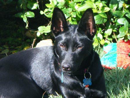 Nuit - Formosan Mt dog at 1 year old - Here is a picture of Nuit, a Formosan Mt Dog we adopted in October of 2007. We love her!