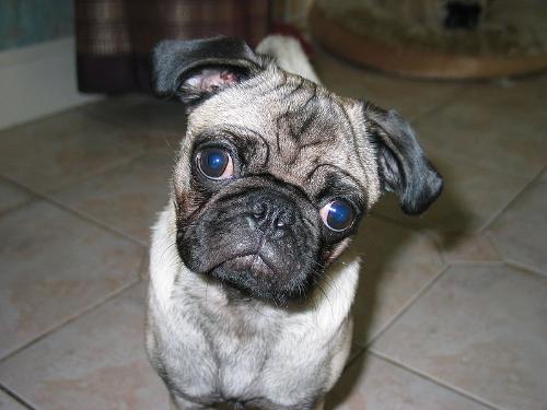 A Pug - This is not my pug