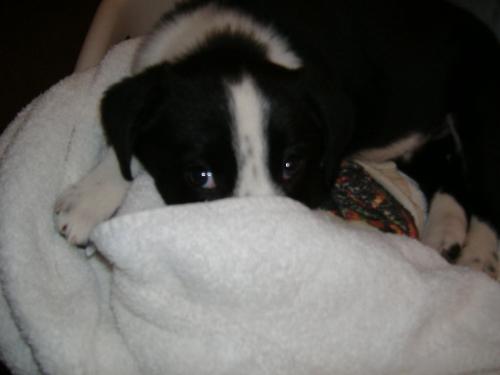Sleeping puppy - This is a puppy that I came to my door lost. I kept him until we found him a new home. Hes all snuggly in this picture