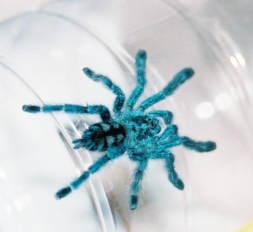 tarantulas - brilliant blue tarantula, avicularia versicolor
